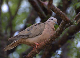 Image of Columbina Spix 1825