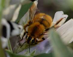 Xylocopa rufipes Smith 1852 resmi