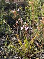 Image of Stylidium affine Sonder