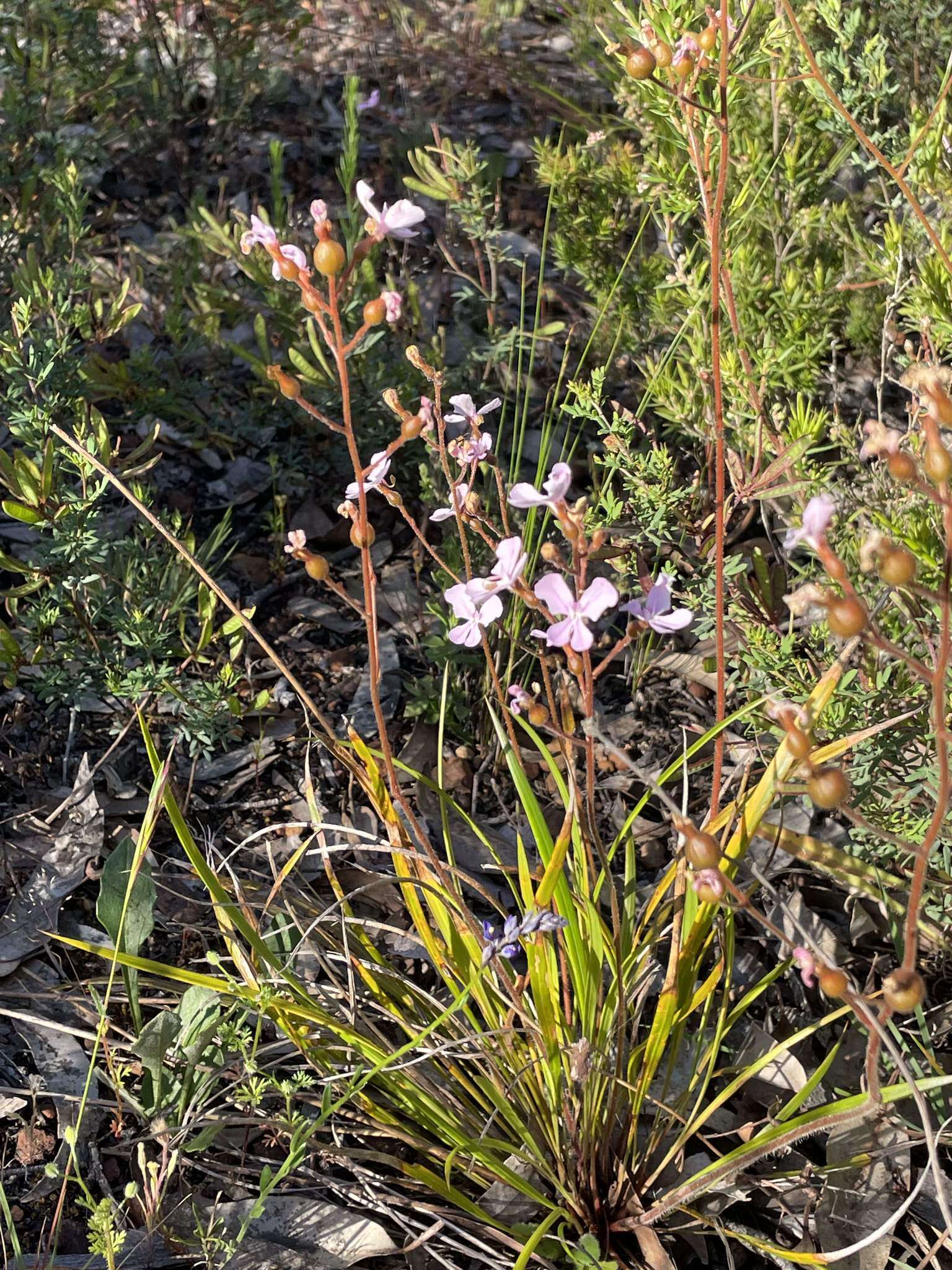 Image of Stylidium affine Sonder