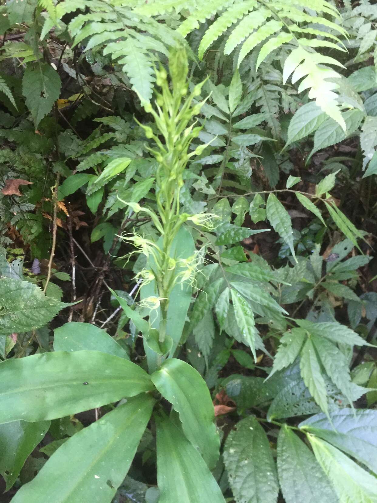 Habenaria pantlingiana Kraenzl. resmi