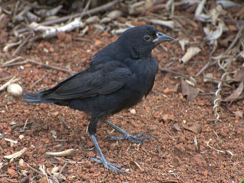 Image of Cowbird