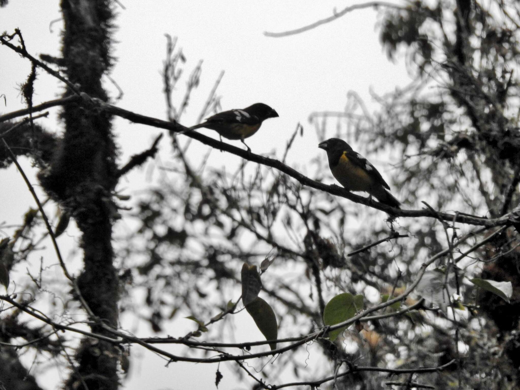 Image of Black-backed Grosbeak