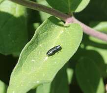 Image of Metallic wood-boring beetle