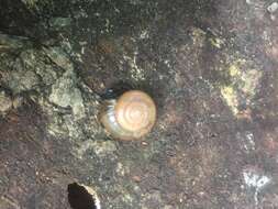 Image of Cellar glass-snail