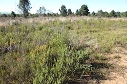 Image of Albertinia pincushion