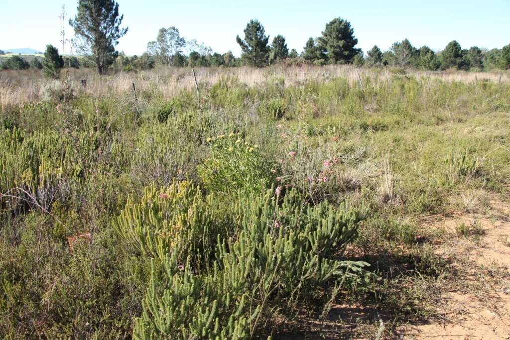 Plancia ëd Leucospermum muirii Phillips