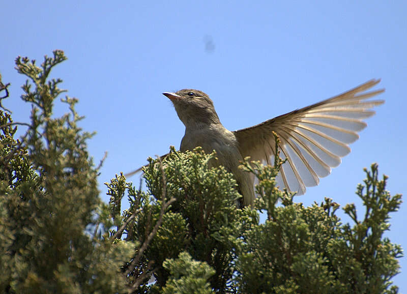 Elaenia flavogaster (Thunberg 1822) resmi