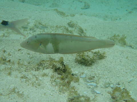 Image of King wrasse