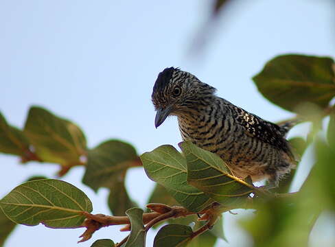 Image of Barred Antshrike