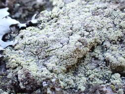 Image of Lecanora barkmaniana Aptroot & Herk