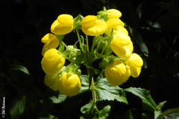 Image of Calceolaria dentata Ruiz & Pav.