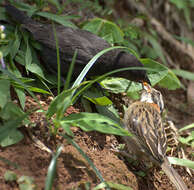 Image of Cowbird