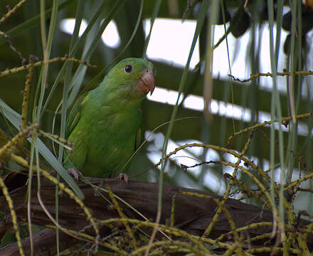 Image of Plain Parakeet