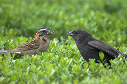 Image of Cowbird