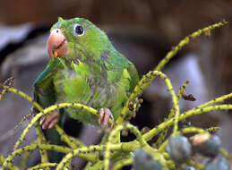 Image of Plain Parakeet