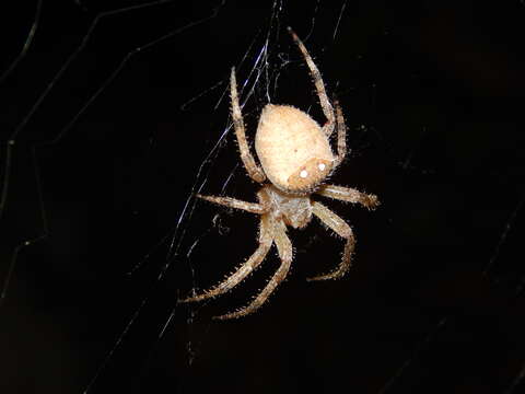 Image of Pararaneus cyrtoscapus (Pocock 1898)