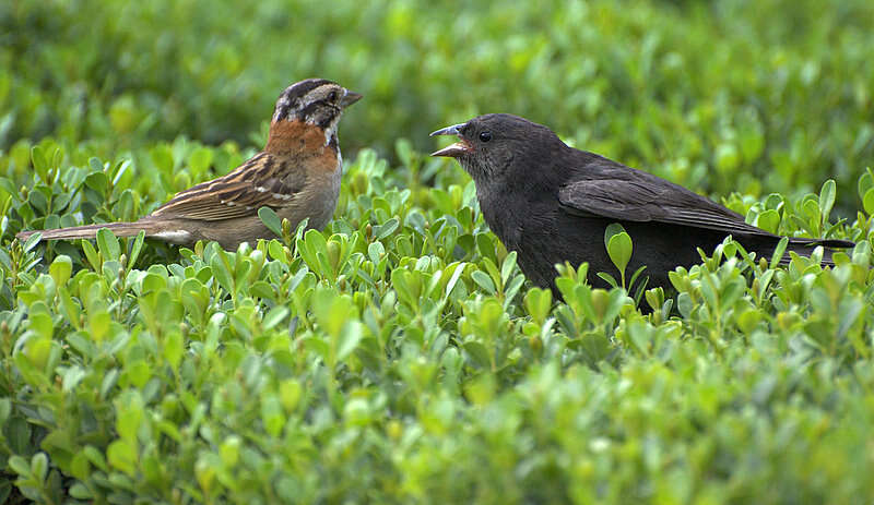 Image of Cowbird