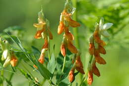 Image of Lathyrus gmelinii Fritsch