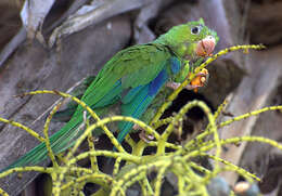 Image of Plain Parakeet