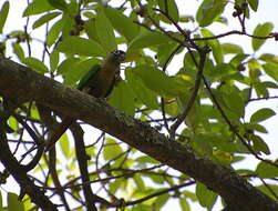 Image of Maroon-bellied Parakeet