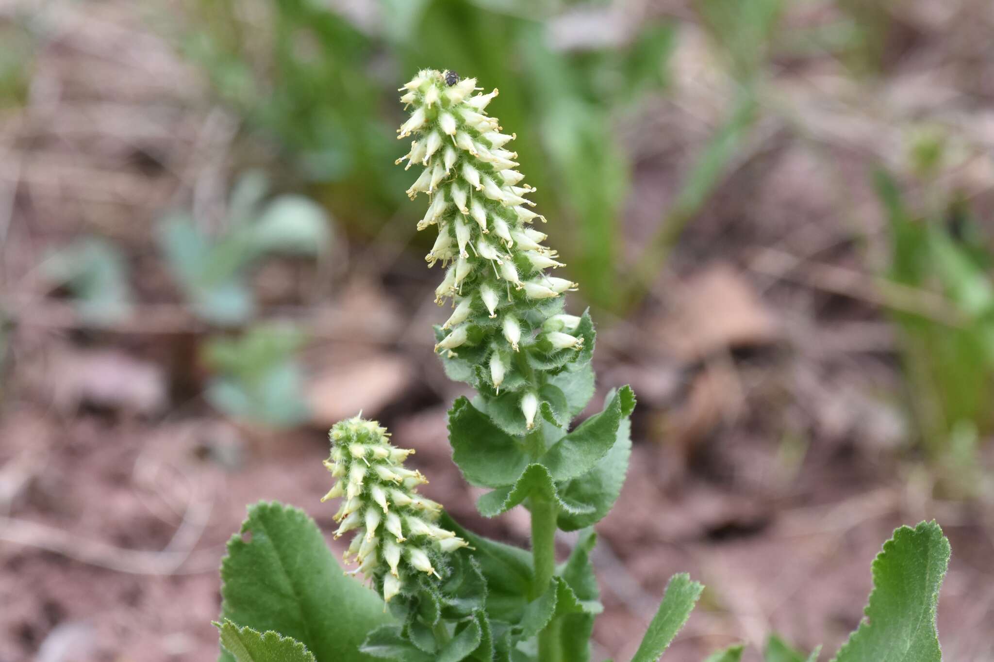 Sivun Veronica ritteriana (Eastw.) M. M. Mart. Ort. & Albach kuva