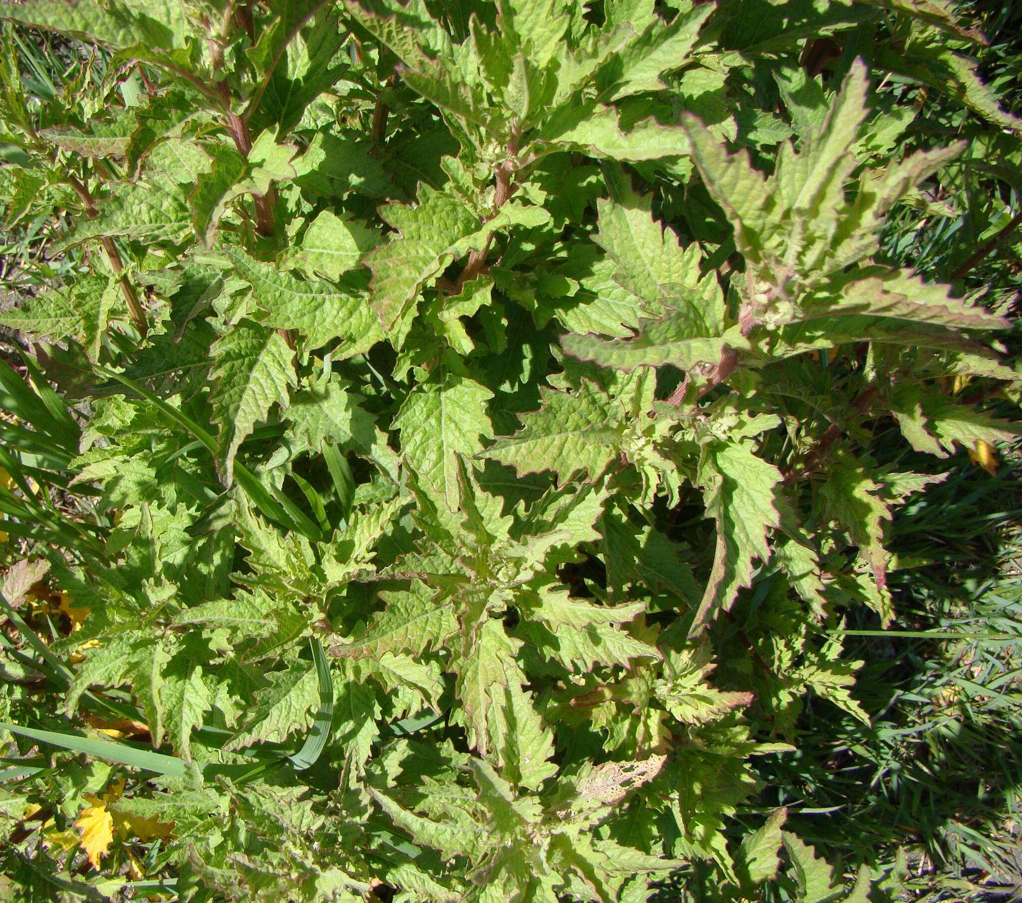 Imagem de Sisymbrium officinale (L.) Scop.