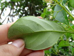 Image of Viburnum odoratissimum Ker-Gawl.