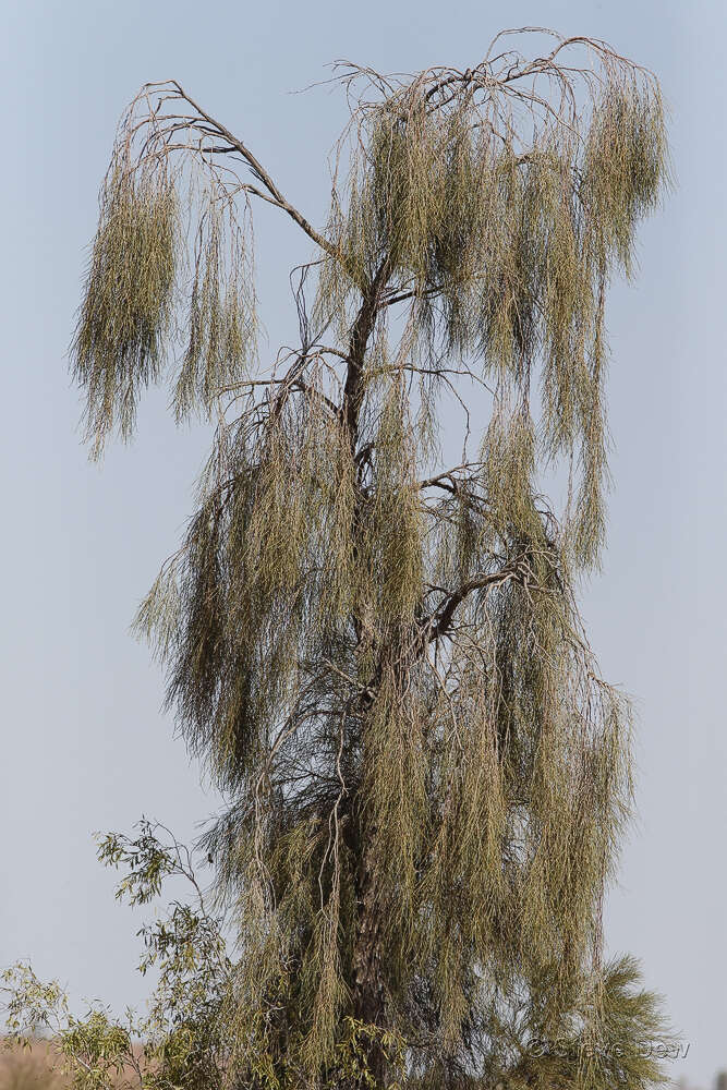 Acacia peuce F. Muell. resmi