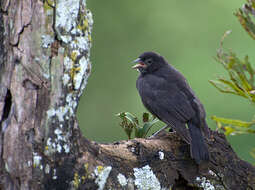 Image of Cowbird