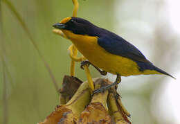 Euphonia violacea (Linnaeus 1758)的圖片