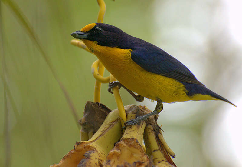 Euphonia violacea (Linnaeus 1758)的圖片