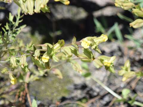 Sivun Erythranthe filicifolia (Sexton, K. G. Ferris & Schoenig) G. L. Nesom kuva