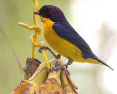 Euphonia violacea (Linnaeus 1758)的圖片