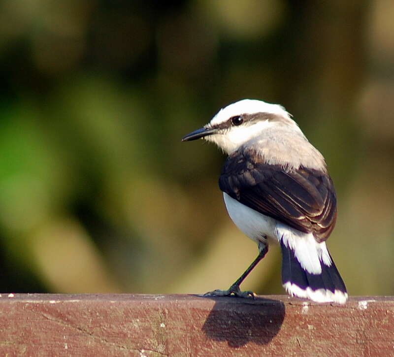 Image of Fluvicola Swainson 1827