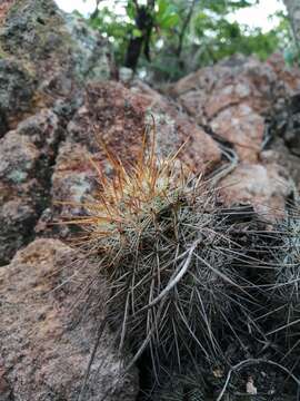 Image de Mammillaria rekoi (Britton & Rose) Vaupel