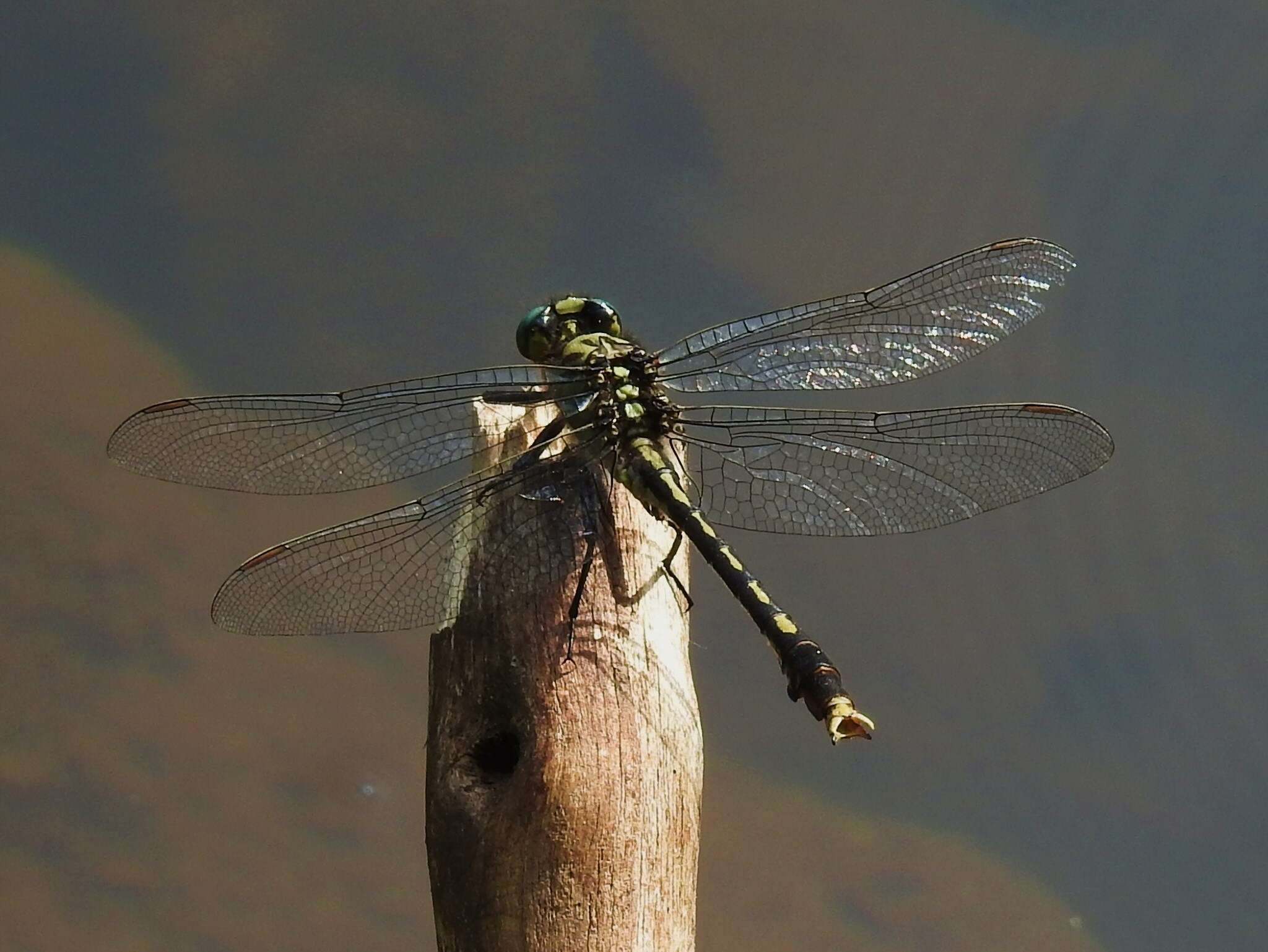 Imagem de Arigomphus villosipes (Selys 1854)