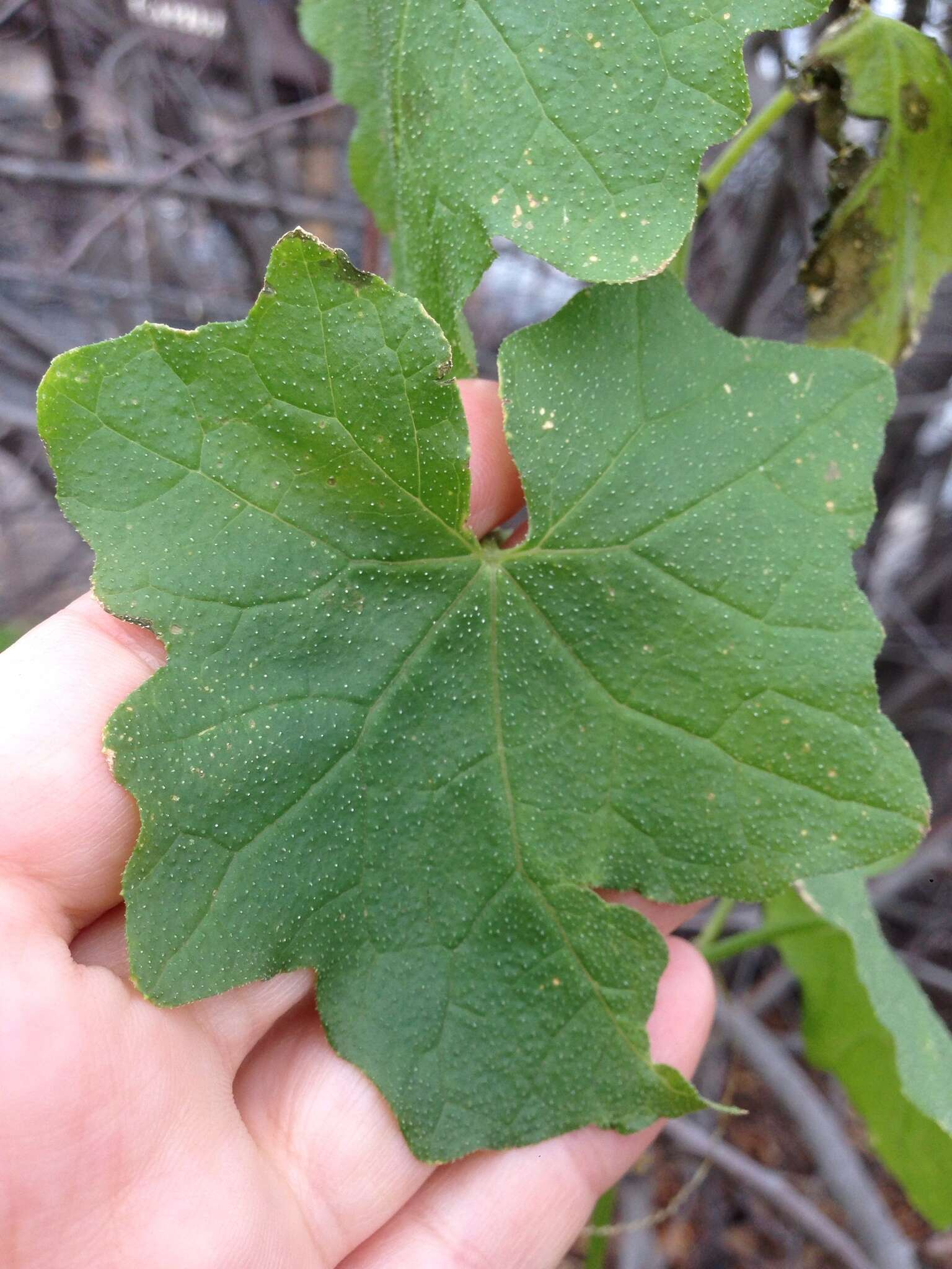 Image of white bryony