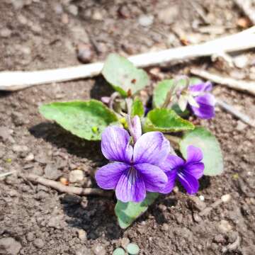 Image of Viola phalacrocarpa Maxim.