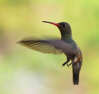 Image of Rufous-throated Sapphire