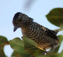 Image of Barred Antshrike