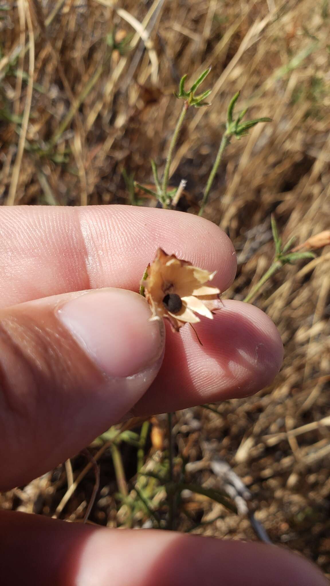 Image of Stebbins' false bindweed