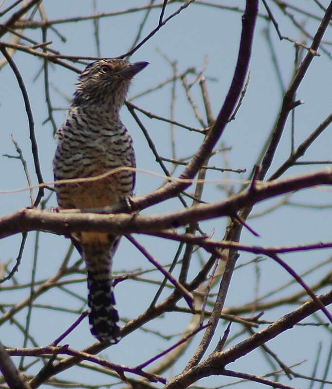 Image of Barred Antshrike