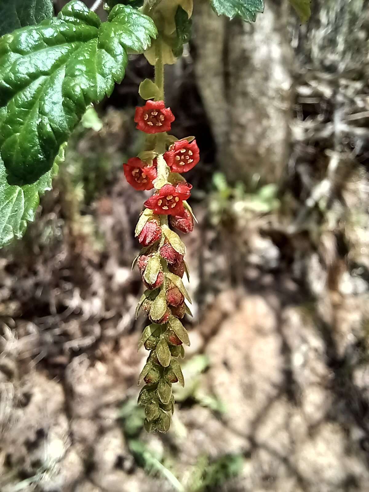 Image of Ribes magellanicum Poir.