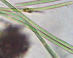 Image of Spirulina subsalsa