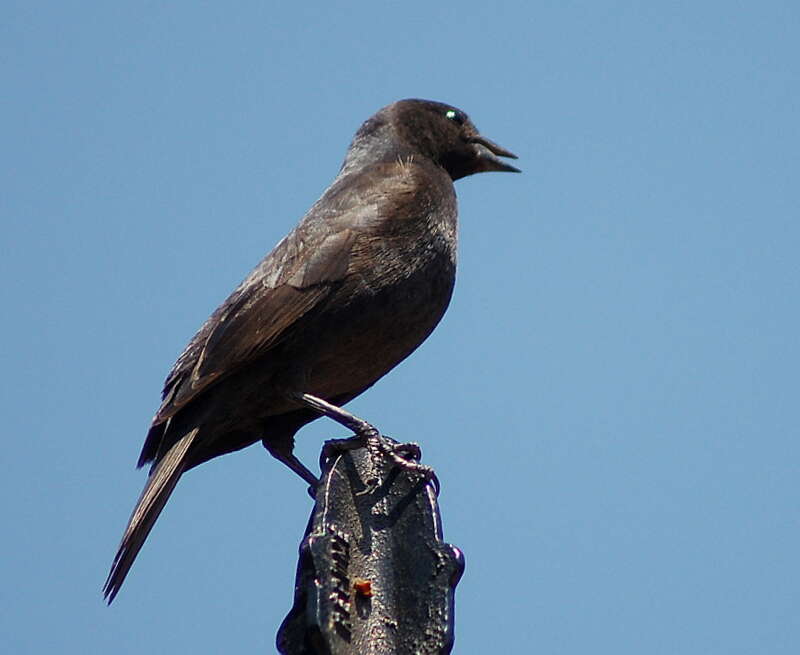 Image of Cowbird