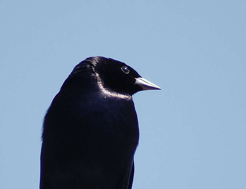 Image of Cowbird