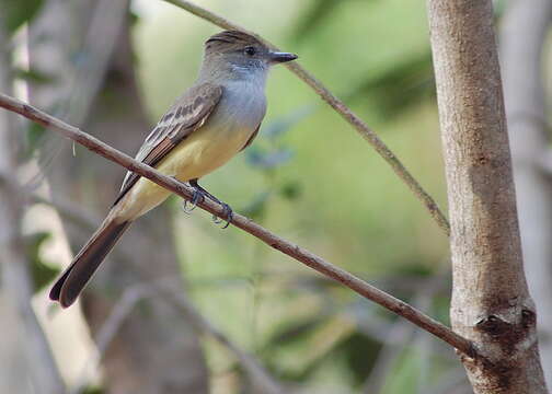 صورة Myiarchus tyrannulus (Müller & Pls 1776)