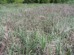 Image of Greater Pond-Sedge