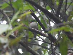 Image of Narrow-billed Tody